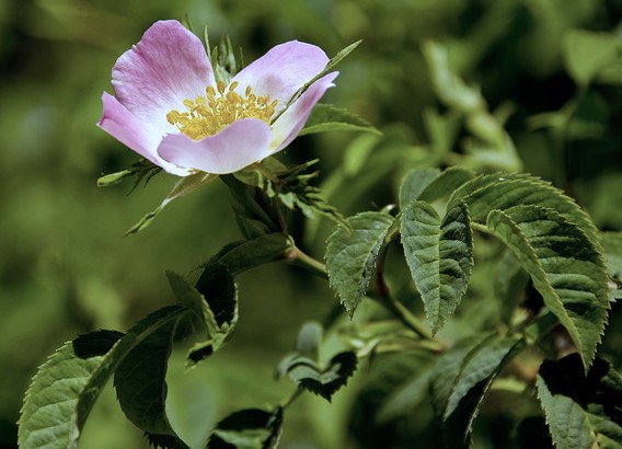 eglantier rosa canina