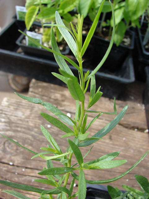 estragon artemisia dracunculus