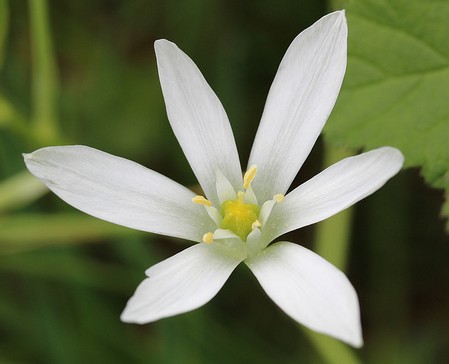 etoile bethleem ornithogalum umbellatum