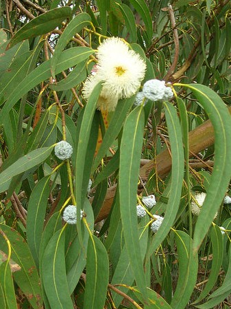 Huile essentielle d'eucalyptus globulus, radiata : bienfaits