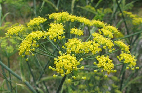 Graines de Fenouil vivace - Semences de Foeniculum vulgare