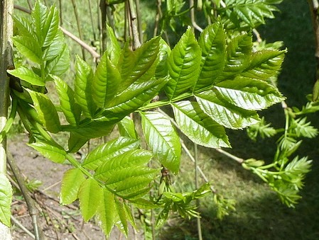 frene feuilles fraxinus excelsior