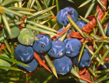 genevrier juniperus communis