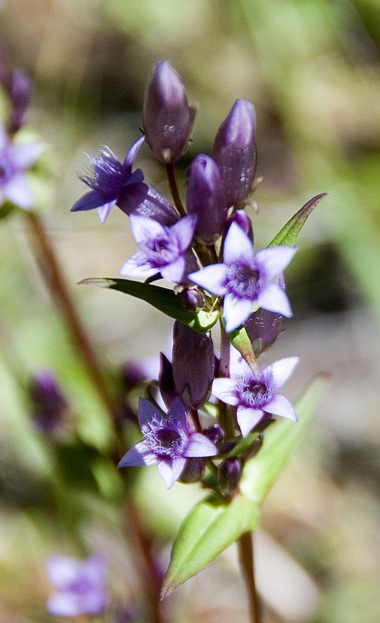 gentiane gentiana amarella