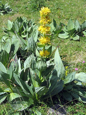 gentiane jaune gentiana lutea