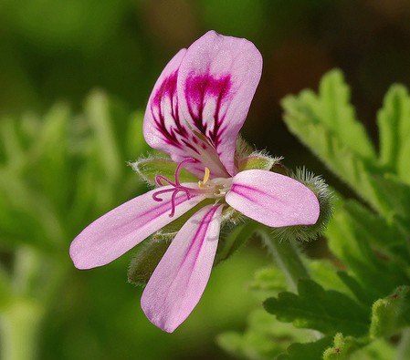 geranium rosat pelargonium rosa