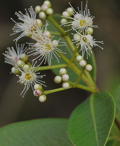 girofle eugenia caryophyllata