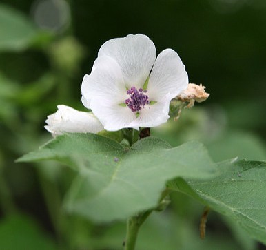 guimauve althaea officinalis