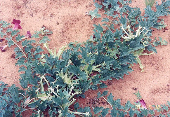 harpagophytum procumbens