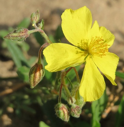 heliantheme helianthemum nummularium