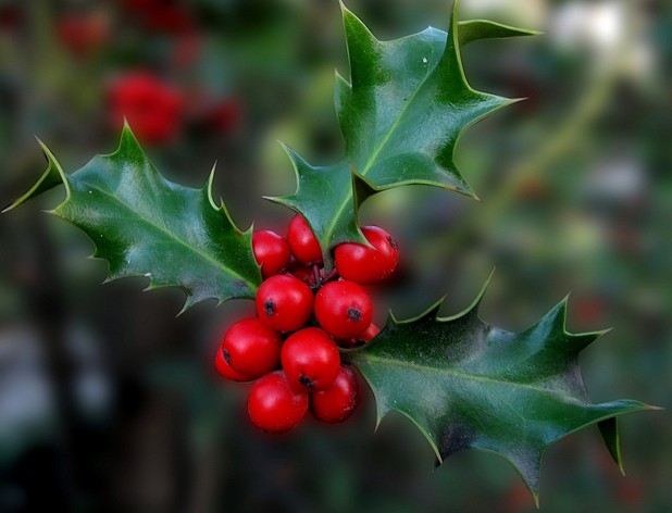 houx ilex aquifolium