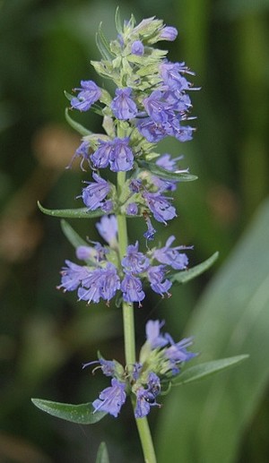 hysope hyssopus officinalis