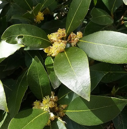 laurier noble laurus nobilis feuilles