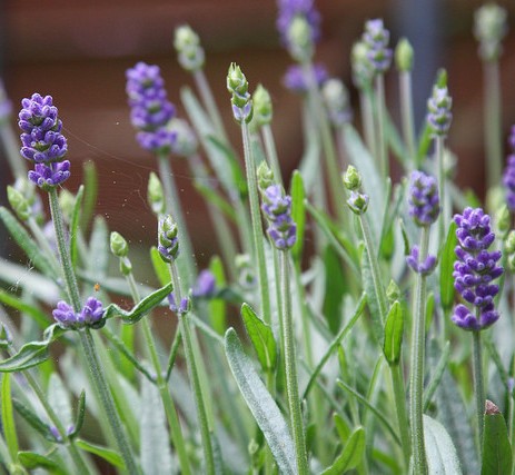 lavande fine lavandula officinalis