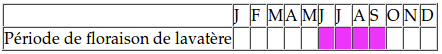 lavatere annuelle floraison