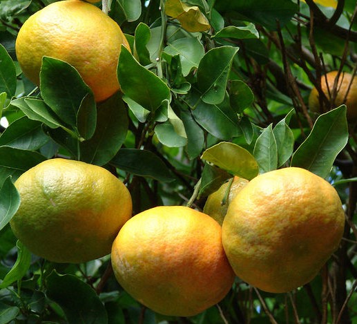 mandarine citrus reticulata