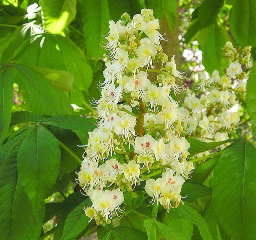 marronnier blanc aesculus hippocastanum