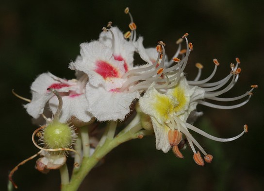 marronnier blanc fleurs aesculus hippocatanum
