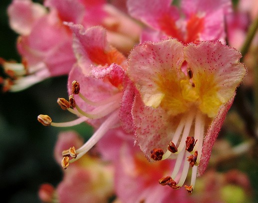 marronnier inde aesculus carnea fleur