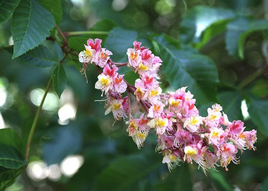 marronnier inde aesculus carnea fleurs