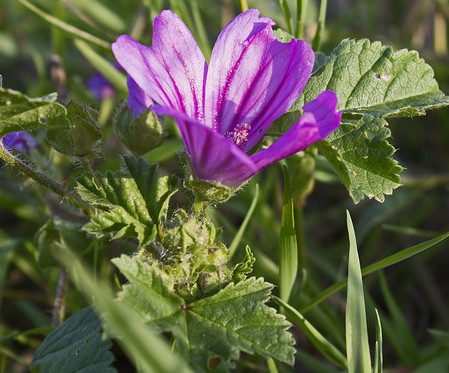 mauve malva sylvestris