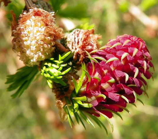 meleze larch larix decidua