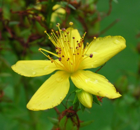 millepertuis hypericum perforatum