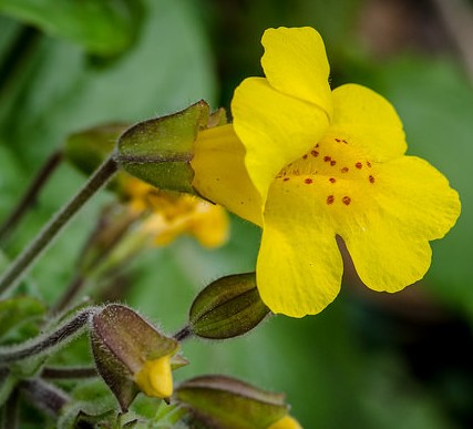 mimule mimulus guttatus