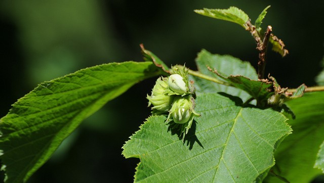 noisetier corylus avellana