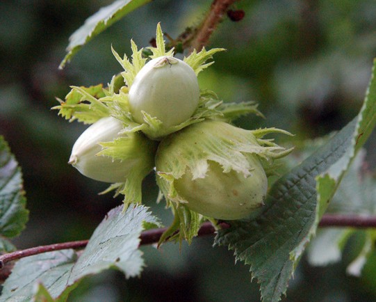 noisettes corylus