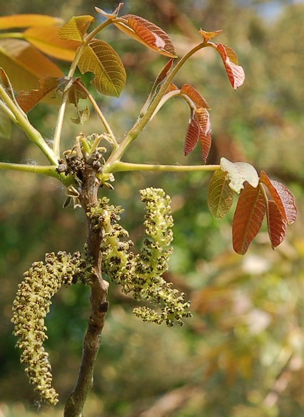 noyer commun juglans regia fleur