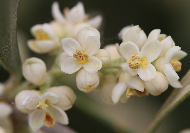olivier olea europaea fleurs