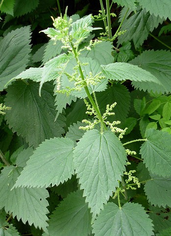 Acheter de l'ortie Tisane d'ortie BIO ? -% LOF der kruiden%.