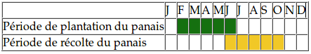 panais plantation recolte