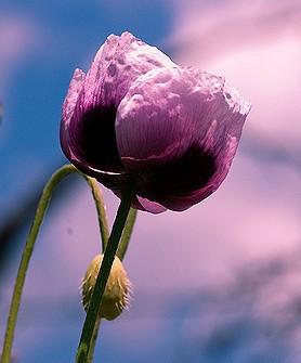 pavot papaver somniferum