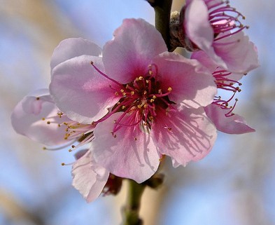 pecher fleurs