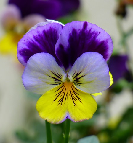 pensee sauvage viola tricolor