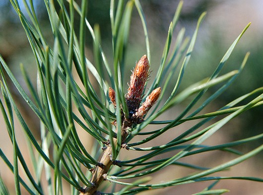 pin sylvestre pinus sylvestris