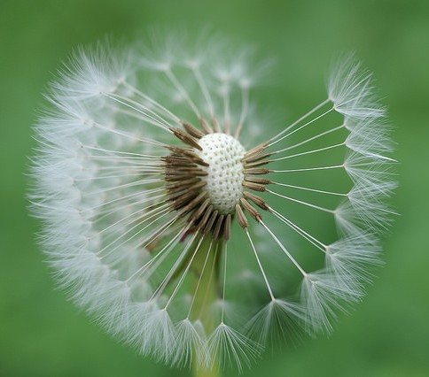 pissenlit fruits taraxacum officinale bio