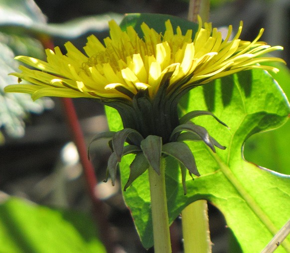 pissenlit taraxacum officinale