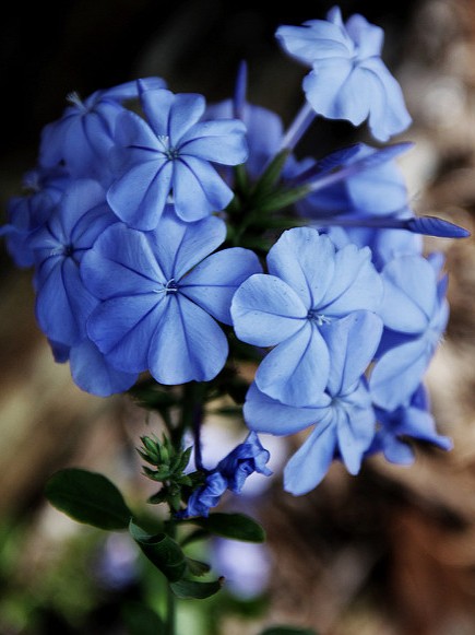 plumbago ceratostigma willmottiana