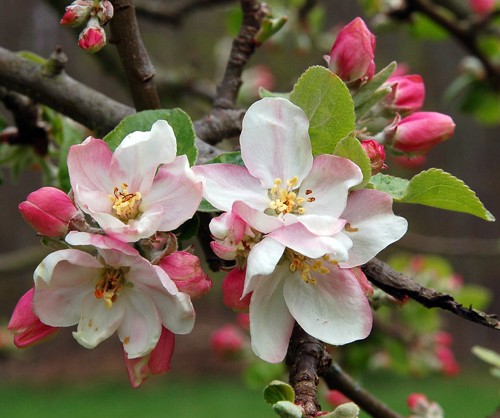 pommier sauvage malus sylvestris