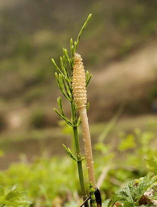 Prêle des champs (purin): culture biologique, préparation et usages