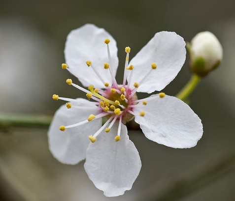 prunus cerasifera cherry plum