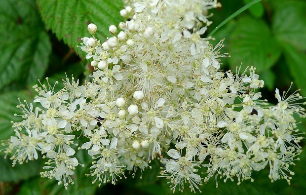 reine pres filipendula ulmaria