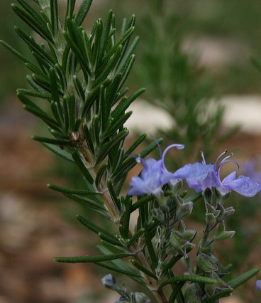 romarin rosmarinus officinalis