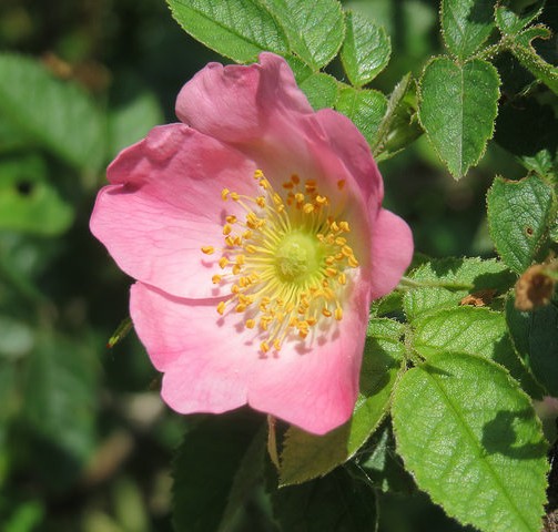 rosier musque rosa rubiginosa