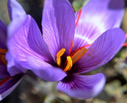 safran crocus sativus
