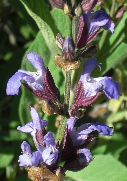 Définition  Sauge officinale - Salvia officinalis