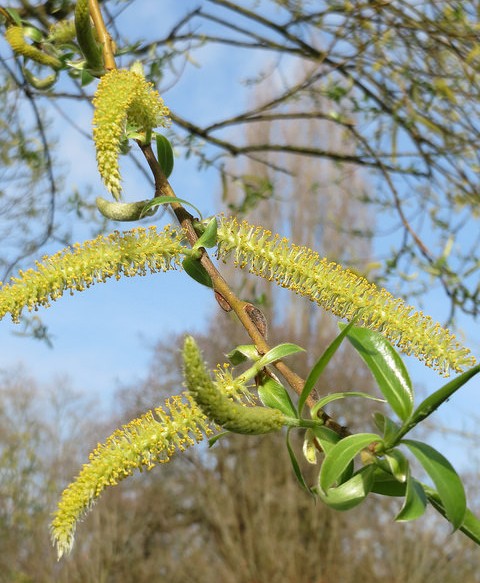 saule salix alba